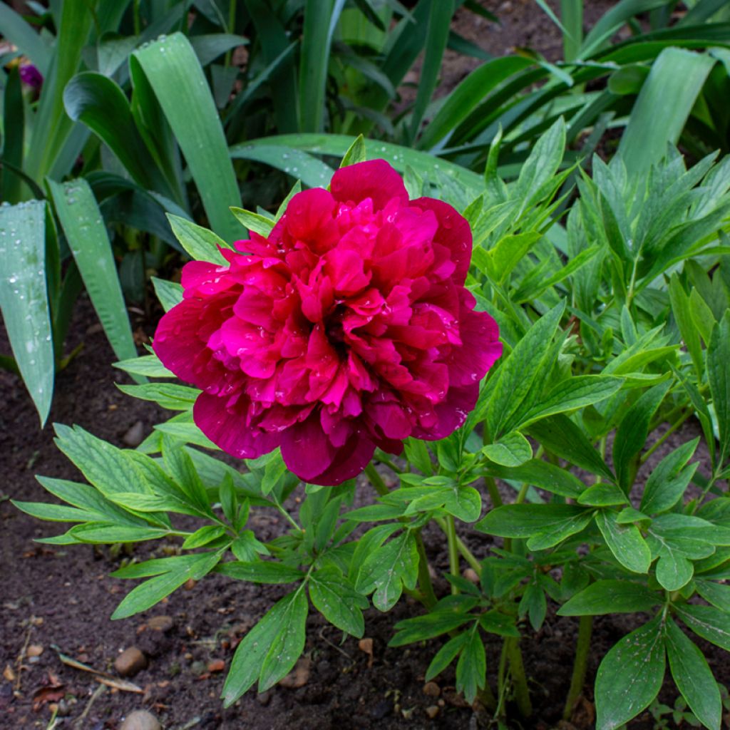 Paeonia officinalis Rubra Plena - Pfingstrose