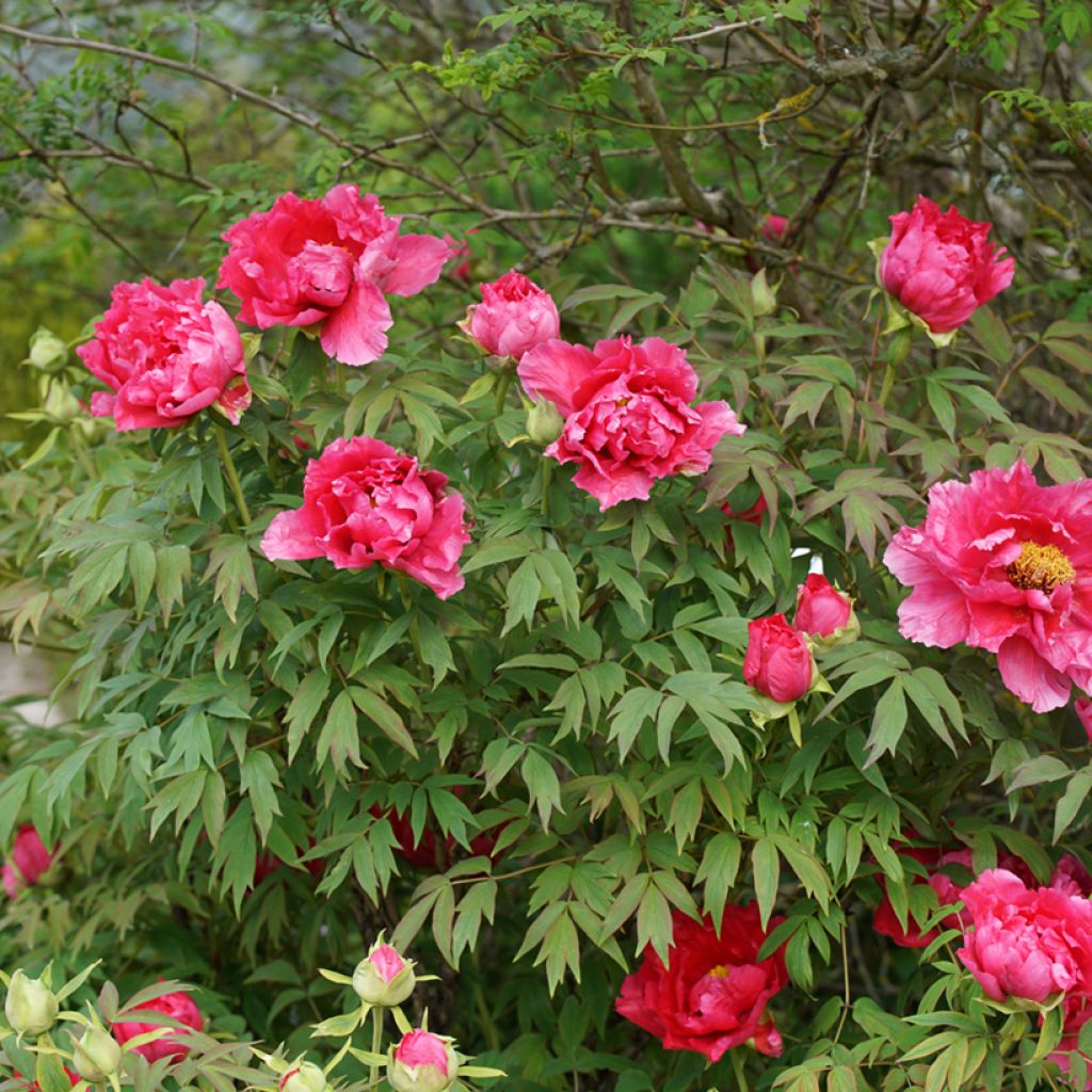 Paeonia officinalis Rubra Plena - Pfingstrose