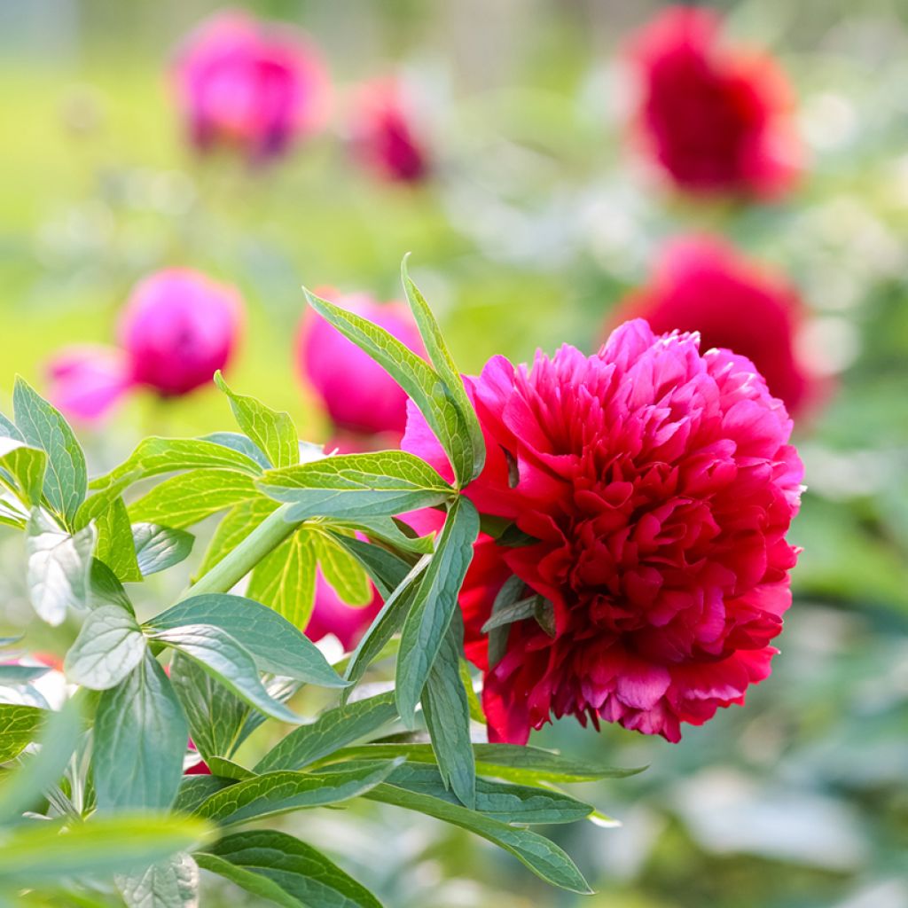 Paeonia officinalis Rubra Plena - Pfingstrose