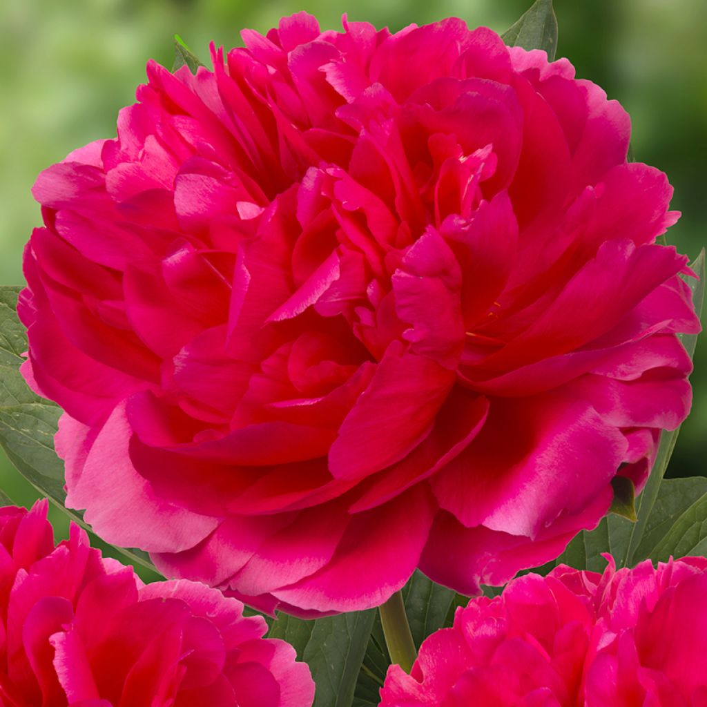 Paeonia x lactiflora Raspberry Charm - Edel-Pfingstrosen