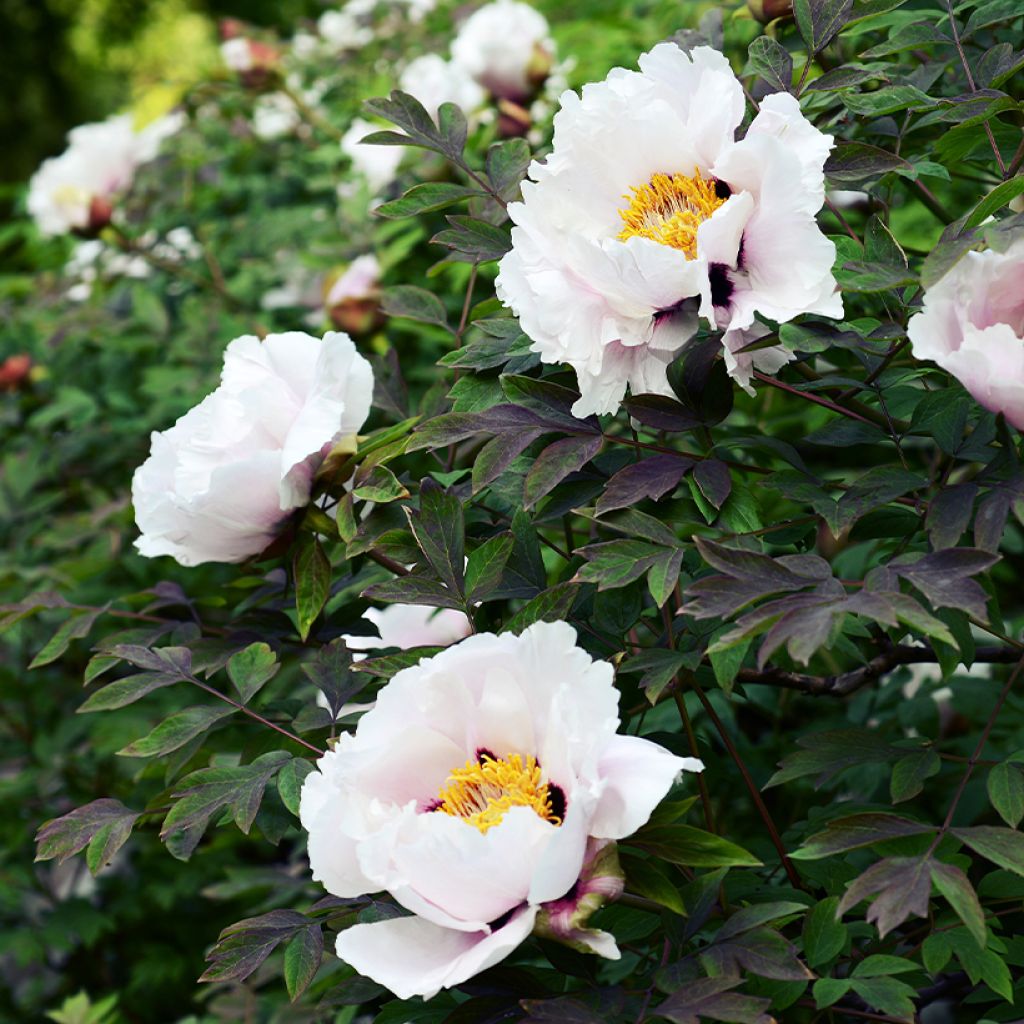 Paeonia suffruticosa Lilac - Strauch-Pfingstrose