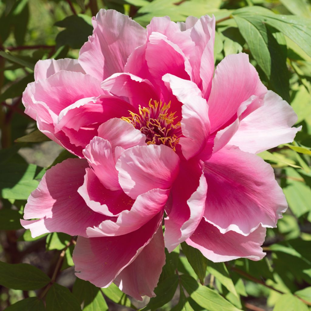 Paeonia suffruticosa Pink - Strauch-Pfingstrose