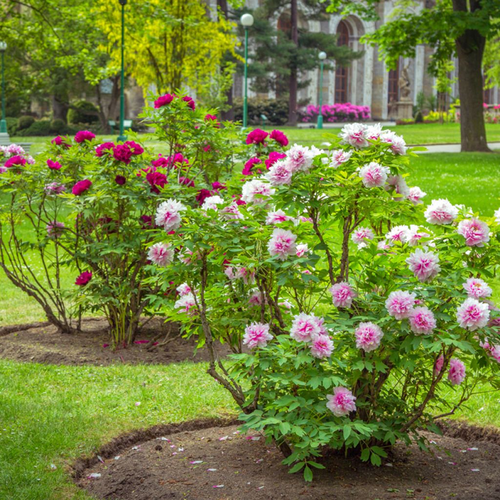 Paeonia suffruticosa Pink - Strauch-Pfingstrose