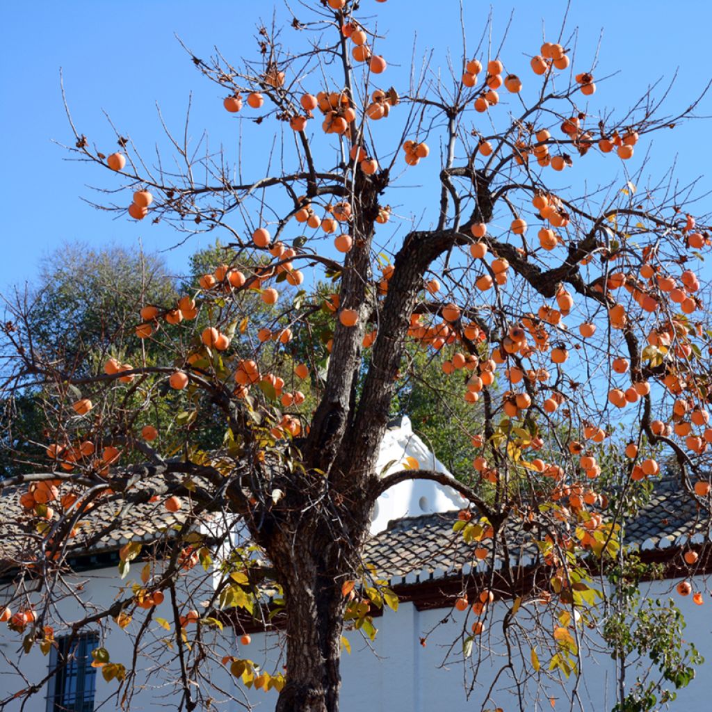 Kaki-Pflaume Korea - Diospyros kaki