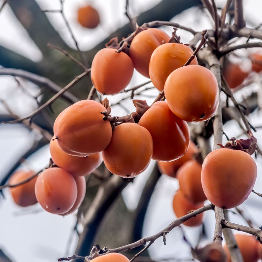 Kaki-Pflaume Korea - Diospyros kaki