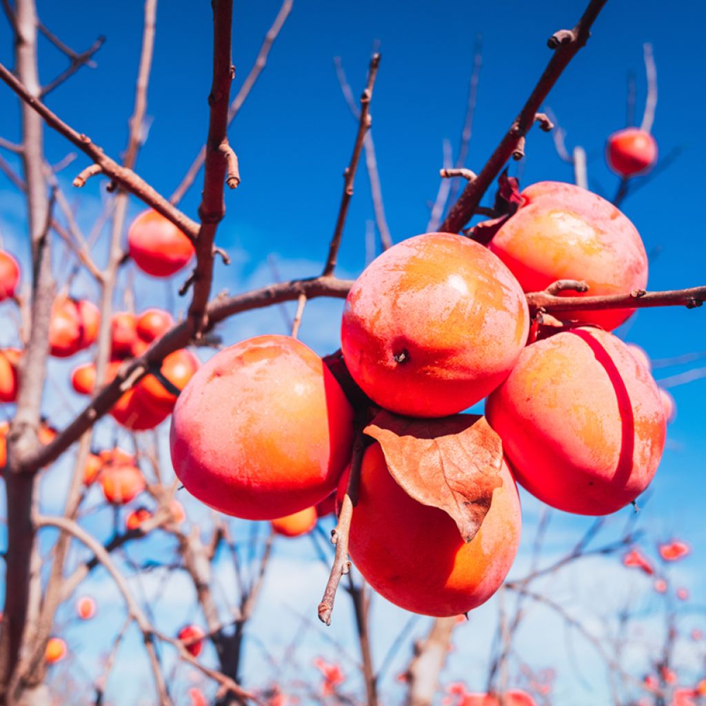 Kaki-Pflaume Korea - Diospyros kaki