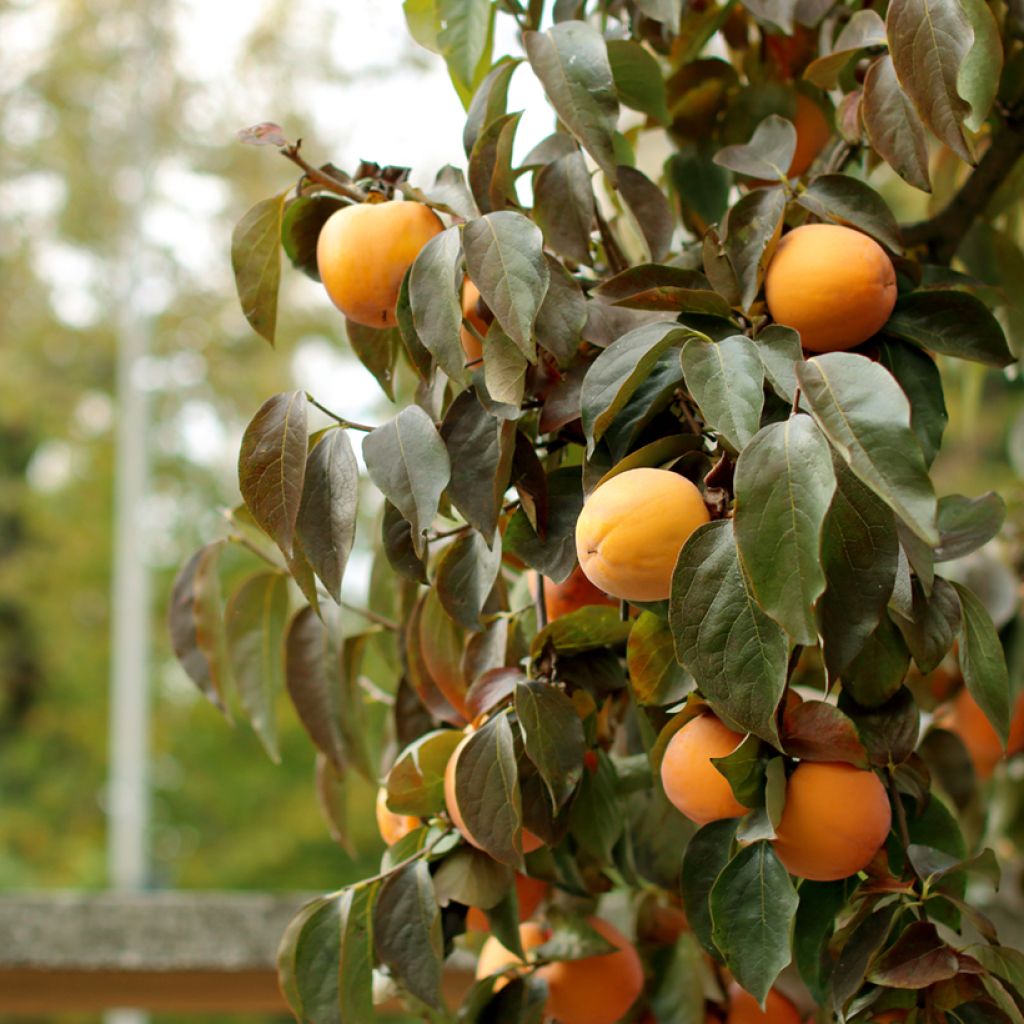 Kaki-Pflaume Ragno - Diospyros kaki