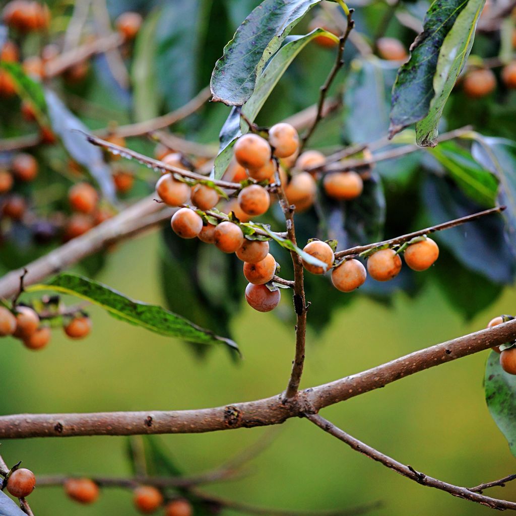 Dattelpflaume - Diospyros lotus