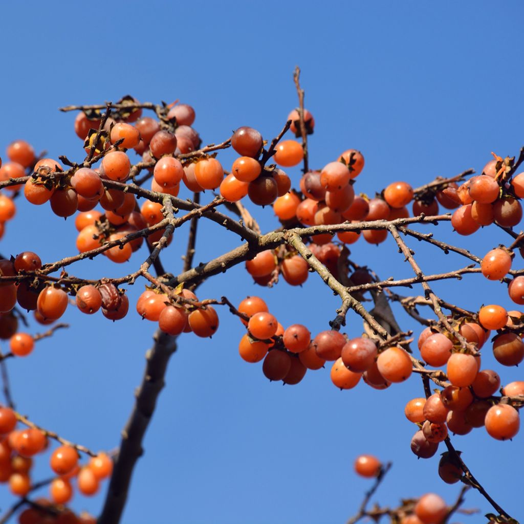 Dattelpflaume - Diospyros lotus