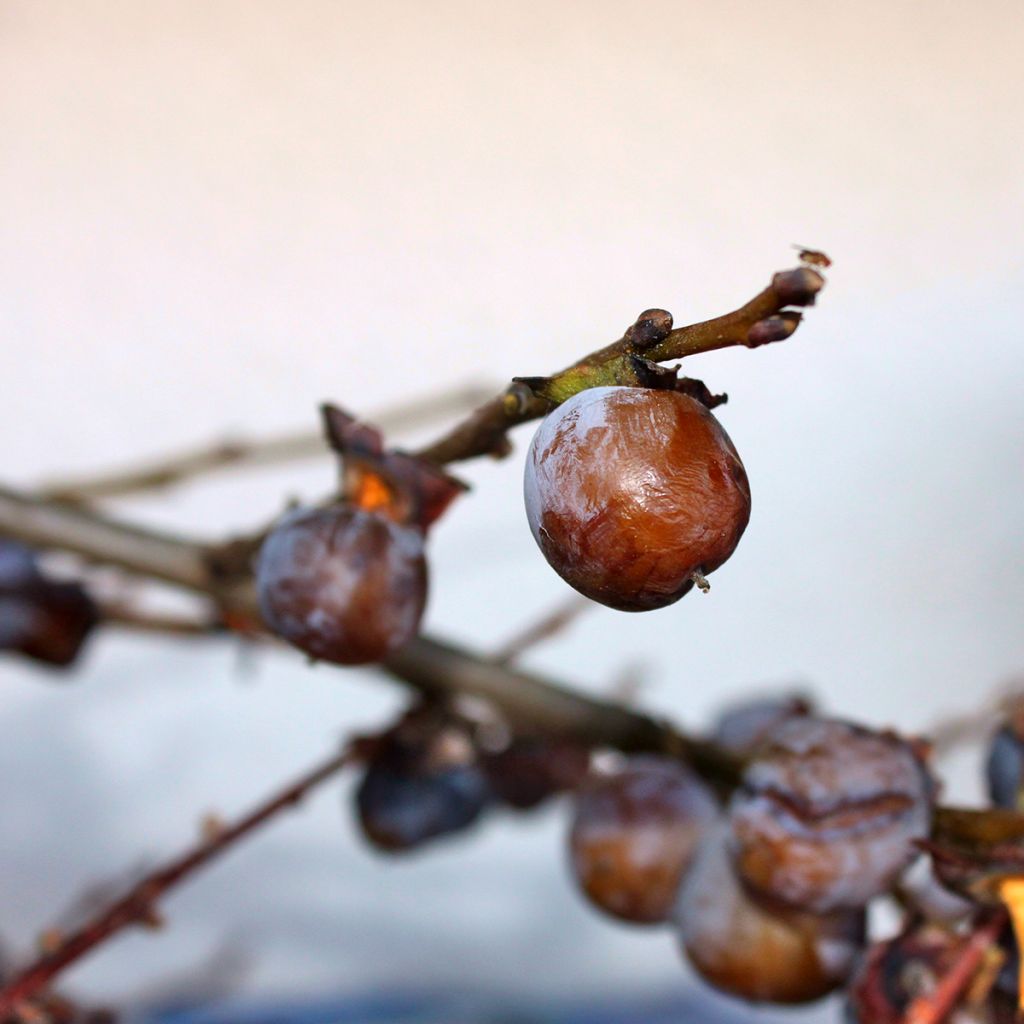 Dattelpflaume - Diospyros lotus