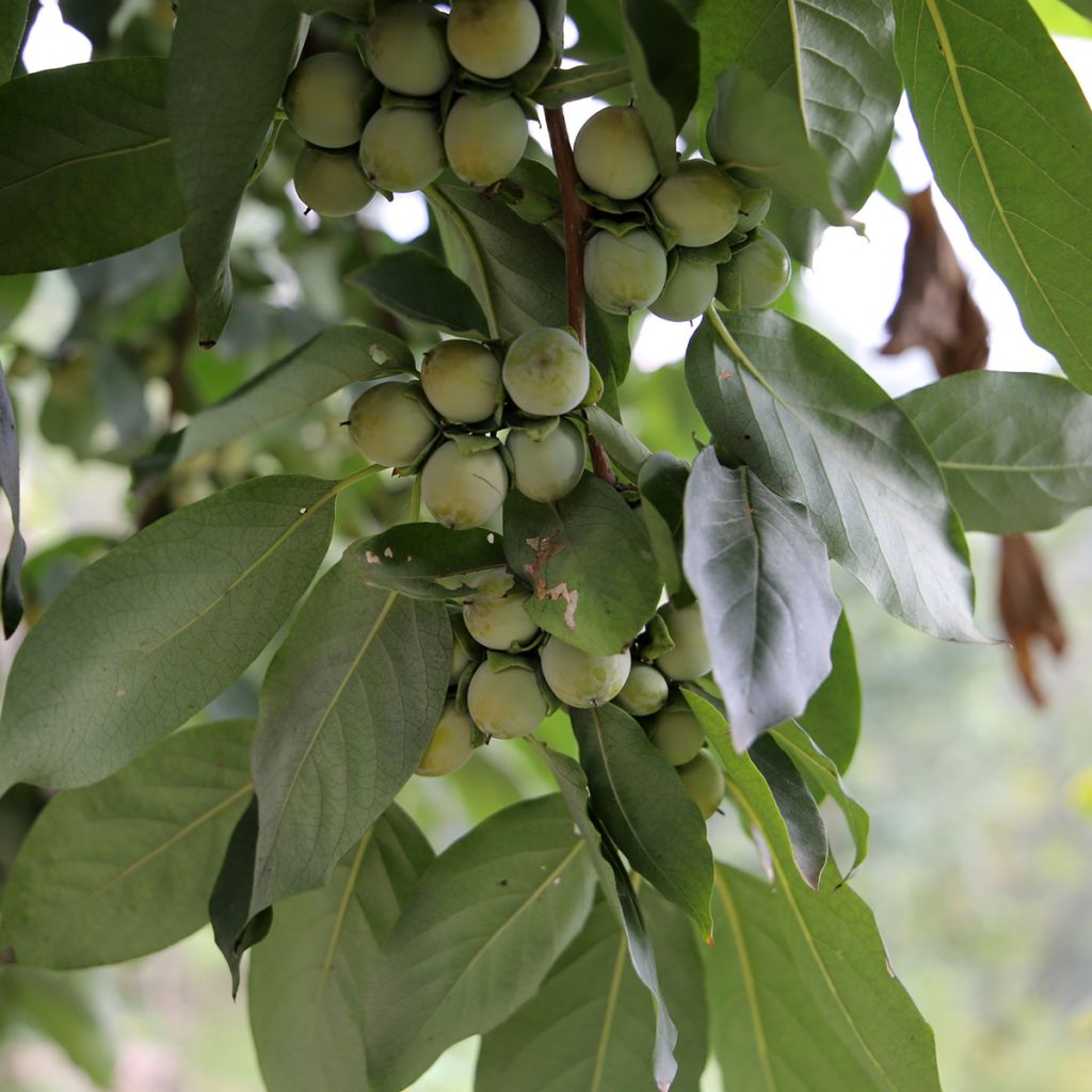 Plaqueminier, Kaki - Diospyros lotus