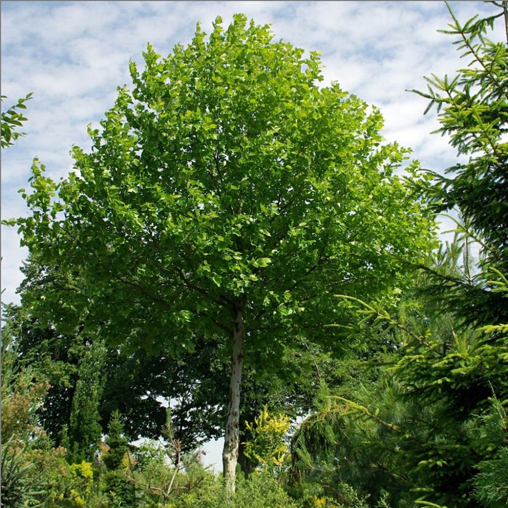 Morus alba - Weißer Maulbeerbaum