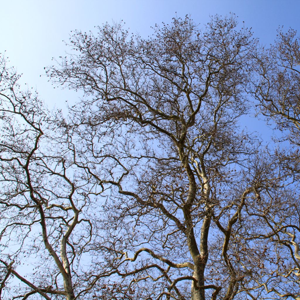 Platanus hispanica - Ahornblättrige Platane