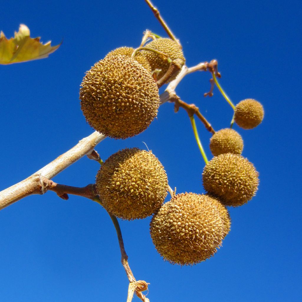 Platanus acerifolia - Platane commun, à feuilles d'érable