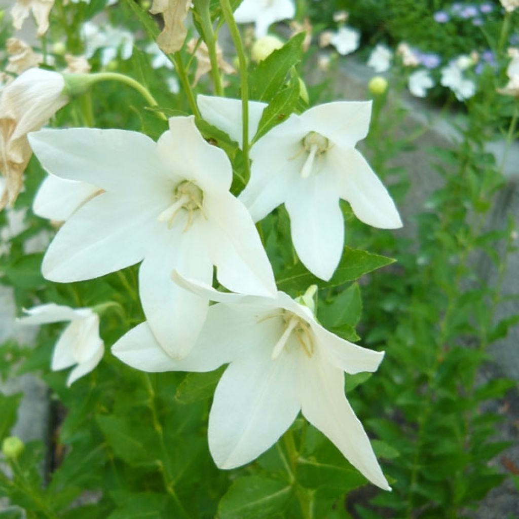 Ballonblume Fuji White - Platycodon grandiflorus