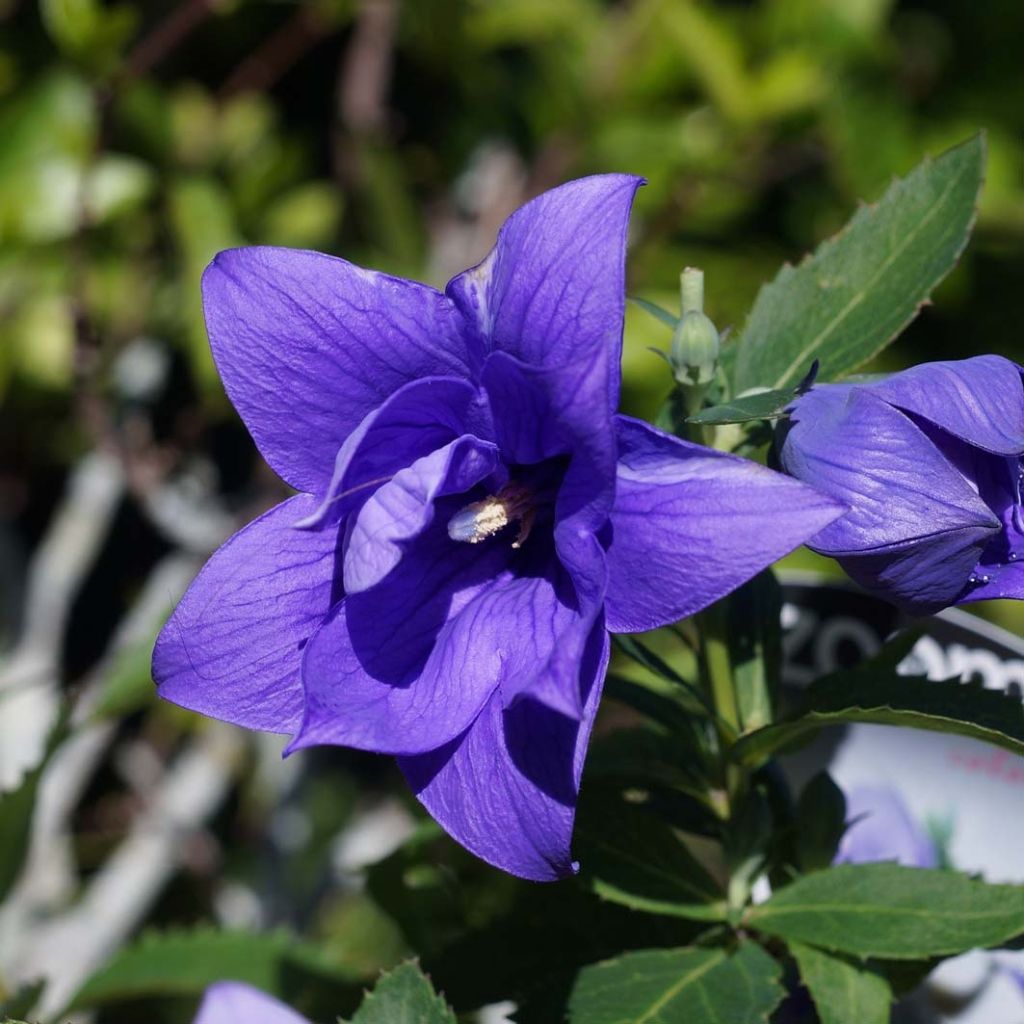 Ballonblume Astra Blue - Platycodon grandiflorus