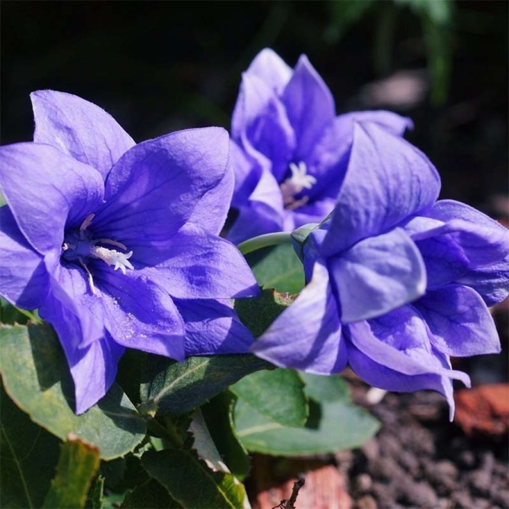 Platycodon grandiflorus Astra Blue en pot de 2/3 L