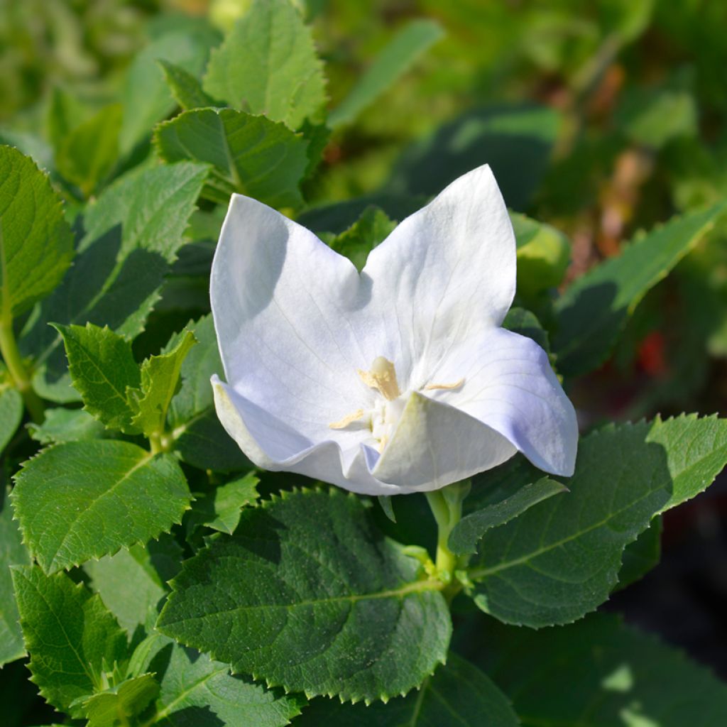 Ballonblume Astra White - Platycodon grandiflorus