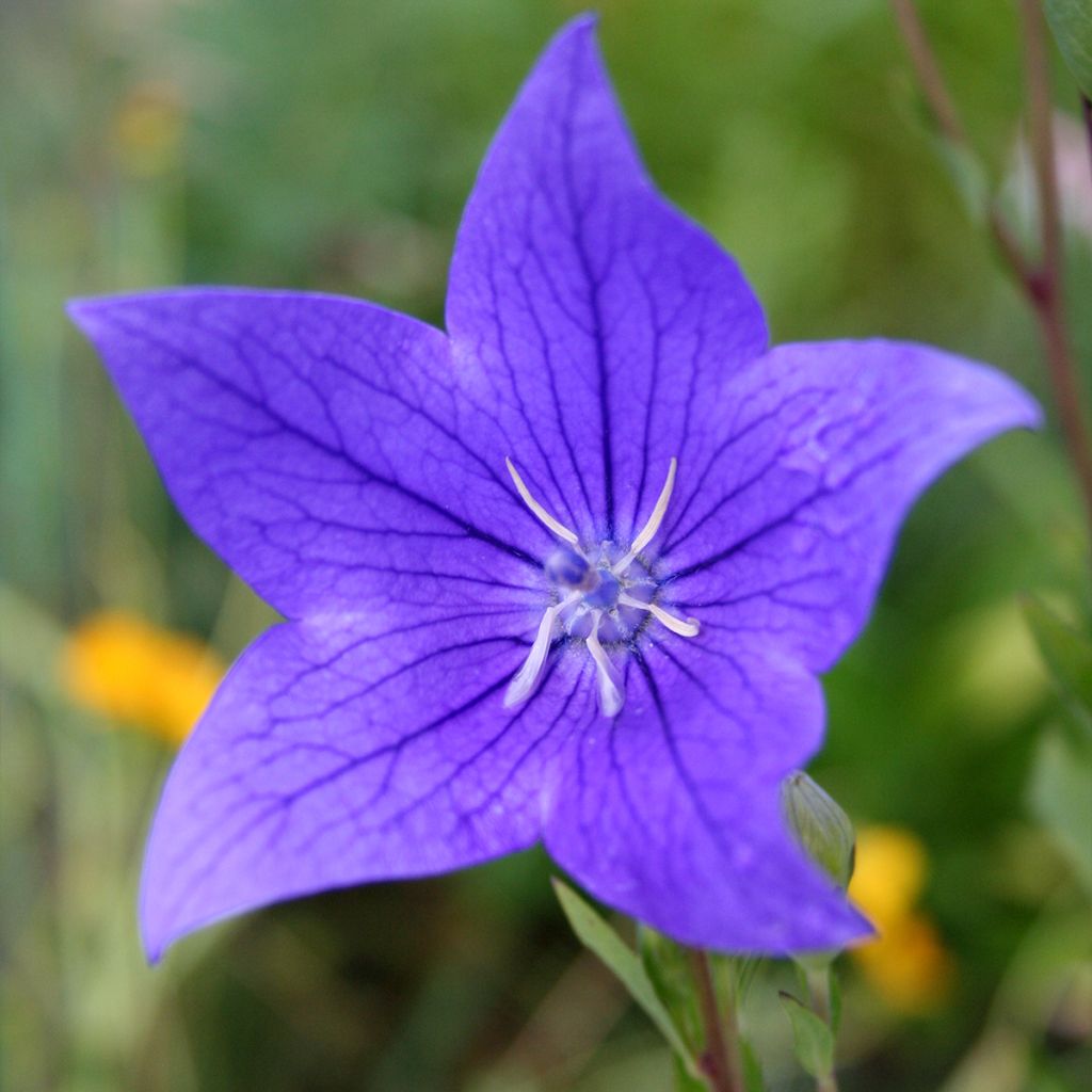 Ballonblume Fuji Blue - Platycodon grandiflorus