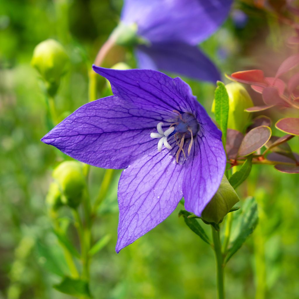 Ballonblume Fuji Blue - Platycodon grandiflorus