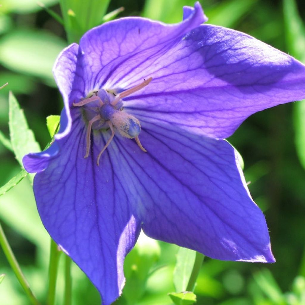 Ballonblume Mariesii - Platycodon grandiflorus