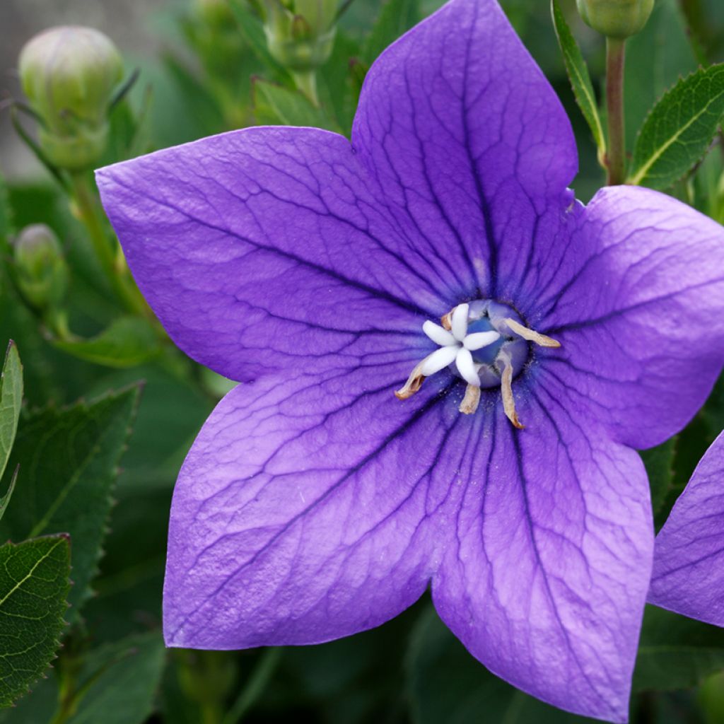 Ballonblume Mariesii - Platycodon grandiflorus