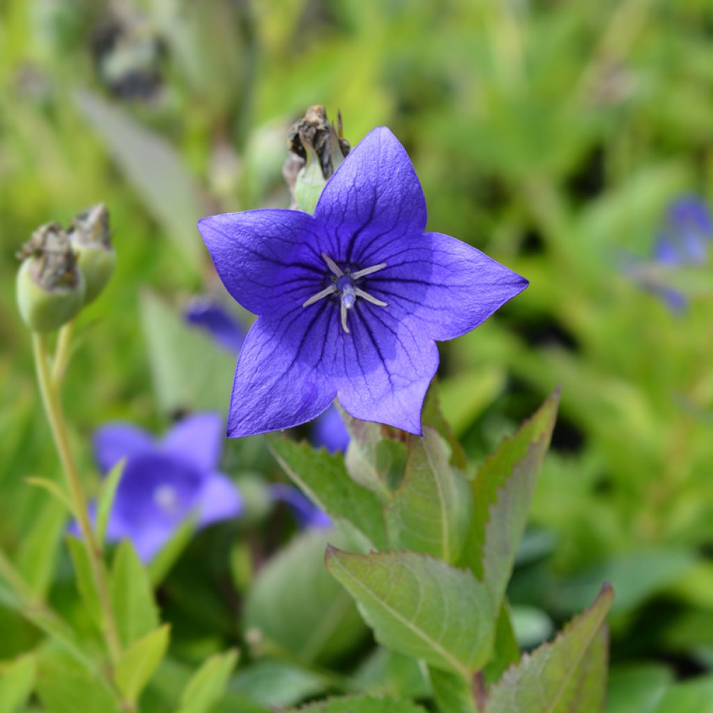 Ballonblume Mariesii - Platycodon grandiflorus