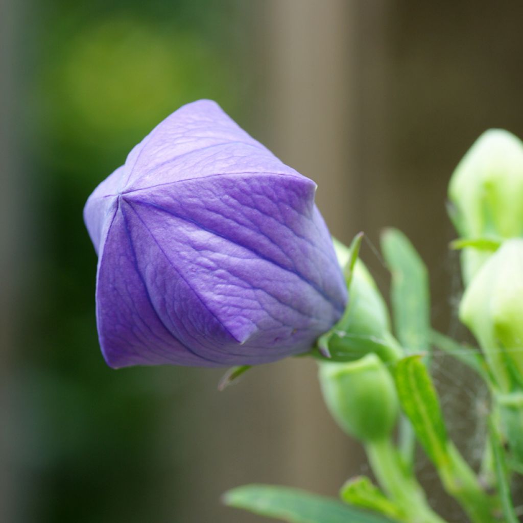 Ballonblume Mariesii - Platycodon grandiflorus