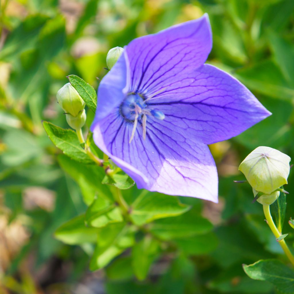 Ballonblume Mariesii - Platycodon grandiflorus