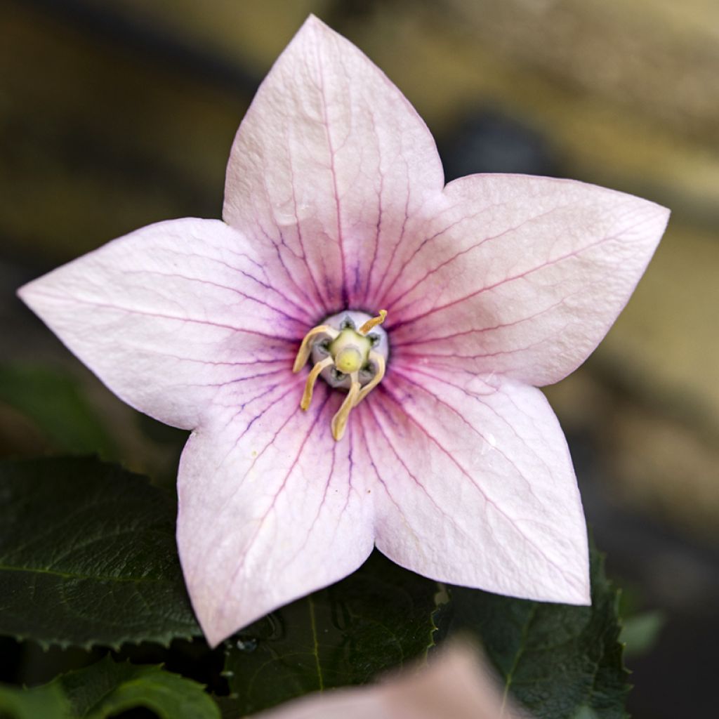 Ballonblume Perlmutterschale - Platycodon grandiflorus