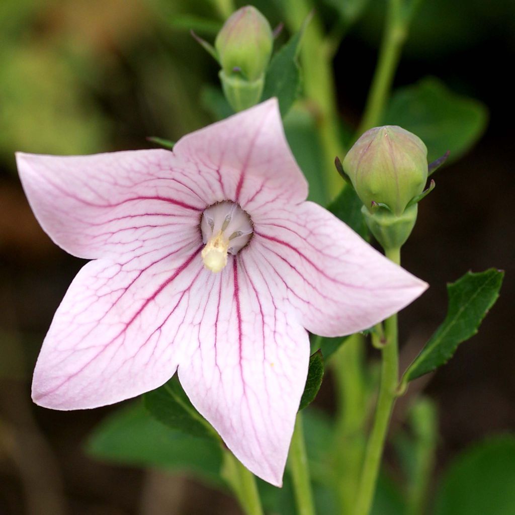 Ballonblume Perlmutterschale - Platycodon grandiflorus