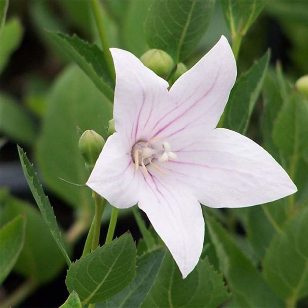 Ballonblume Perlmutterschale - Platycodon grandiflorus