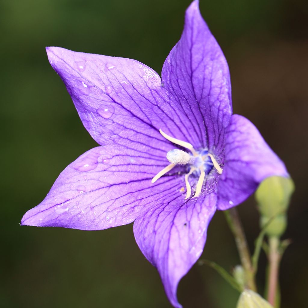 Platycodon grandiflorus Zwerg