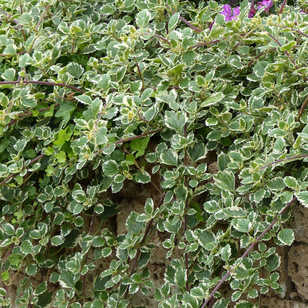 Plectranthus coleoides Variegatus panaché