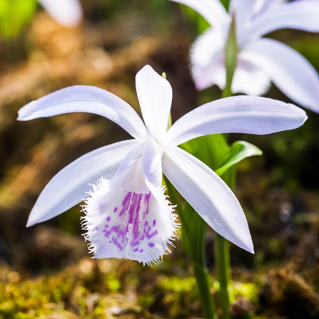 Pleione Glacier Peak - Tibetorchidee