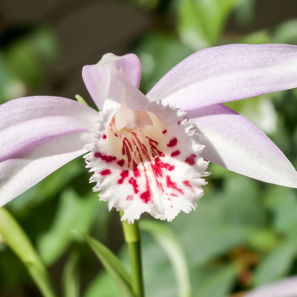 Pleione Glacier Peak - Orchidée terrestre