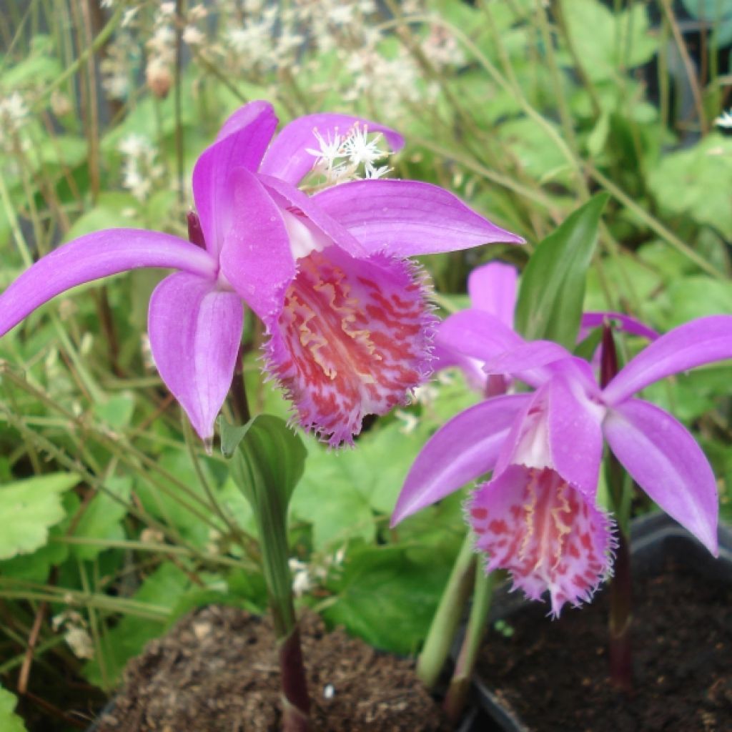 Pleione Tongariro - Tibetorchidee