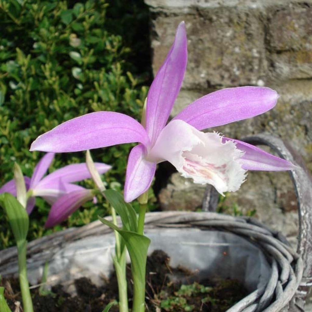 Pleione formosana - Tibetorchidee