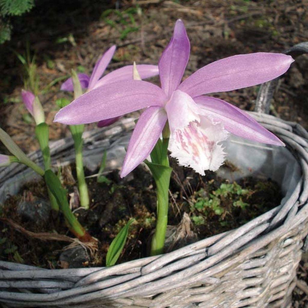 Pleione formosana