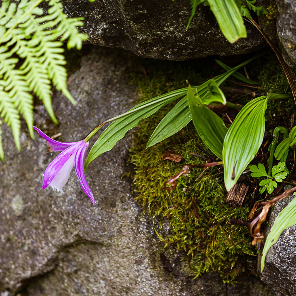 Pleione formosana - Orchidee