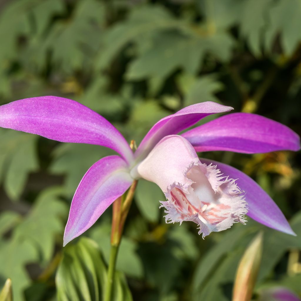 Pleione formosana - Orchidee