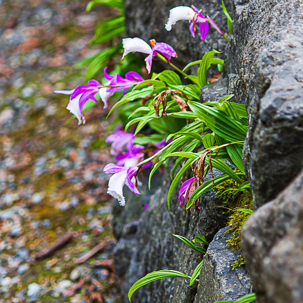 Pleione formosana - Orchidée de Formose terrestre 