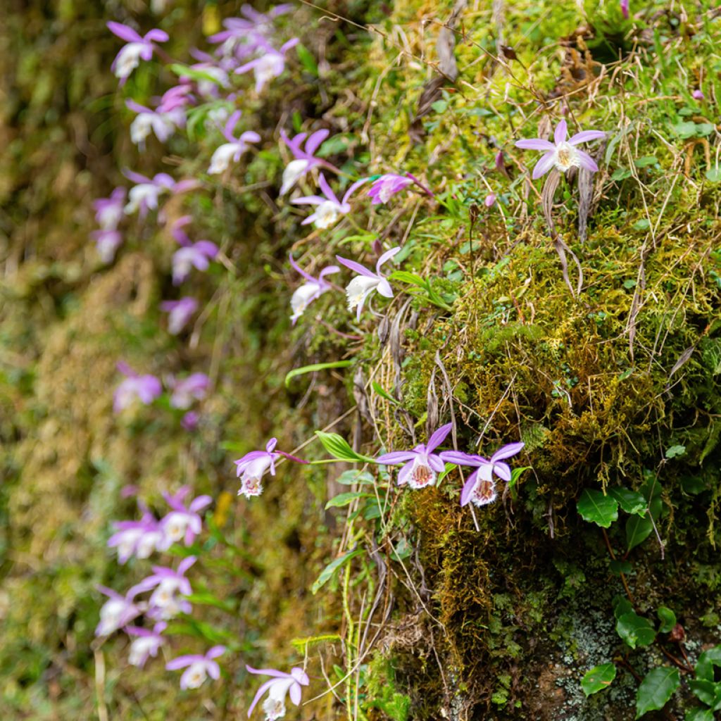 Pleione formosana - Orchidee