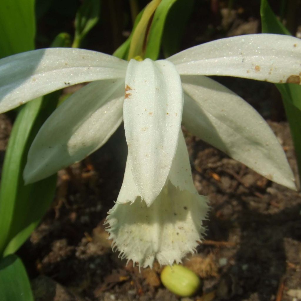 Pleione formosana Alba  