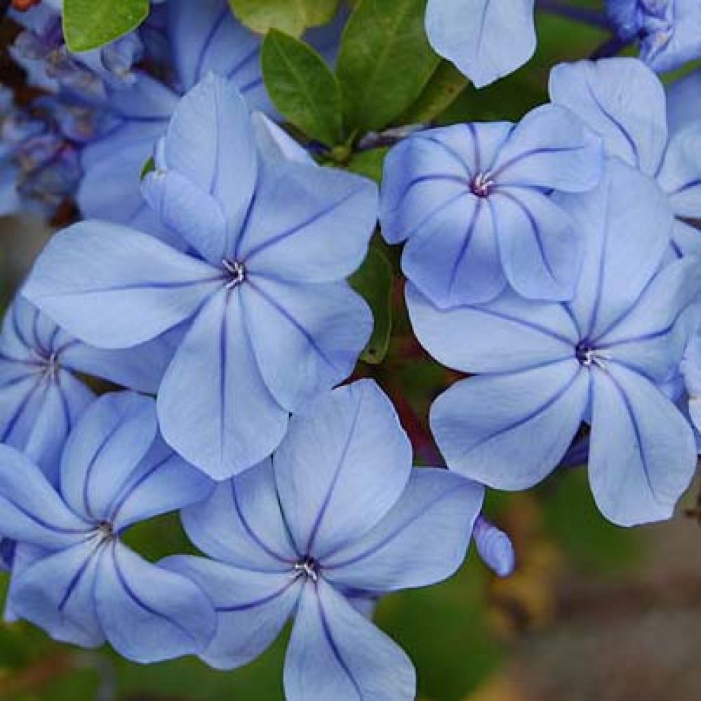 Plumbago auriculata - Kap-Bleiwurz