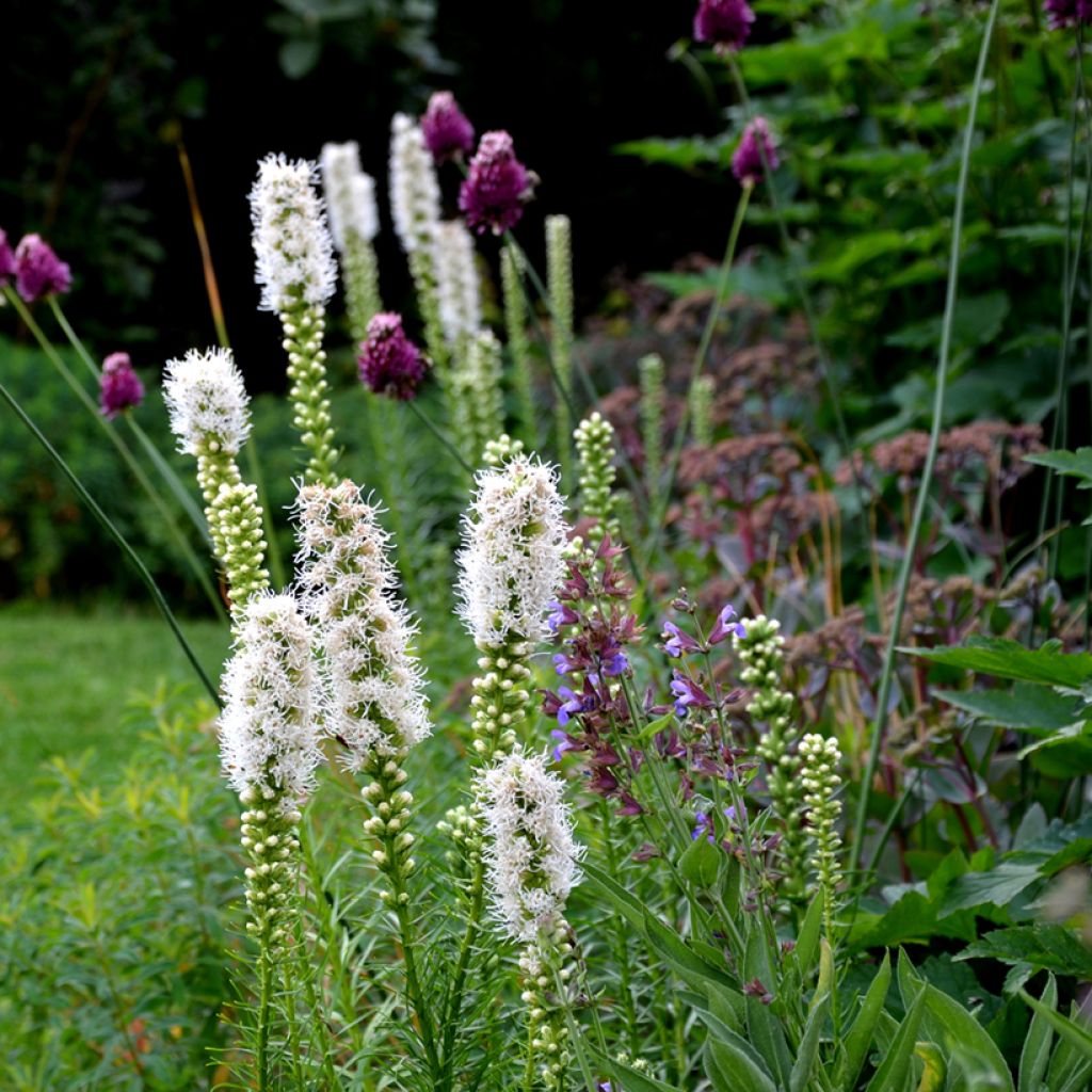 Ährige Prachtscharte Alba - Liatris spicata