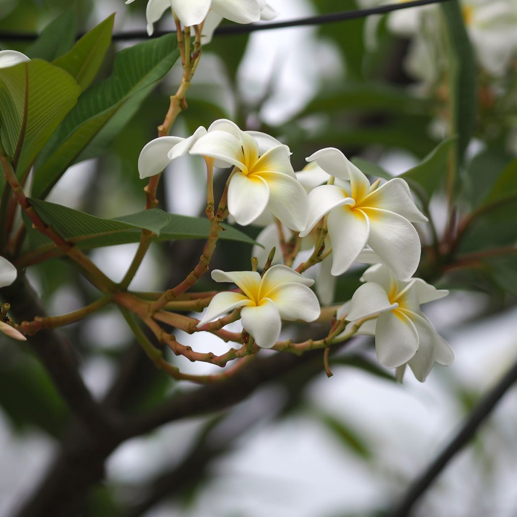 Plumeria obtusa - Frangipanier