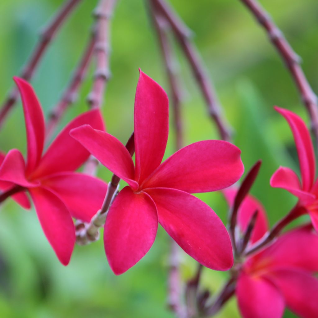 Plumeria rubra - Frangipani