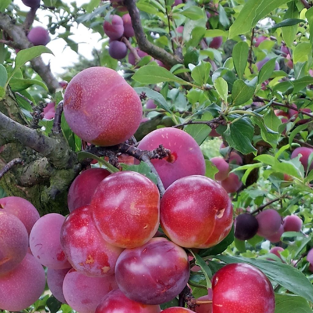 Pluot Pink Candy - Prunus