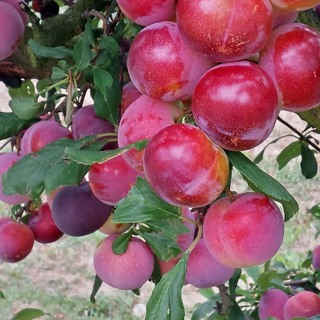 Pluot Pink Candy - Prunus